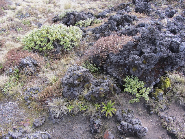 Celmisia spectabilis (Celmisia spectabilis)