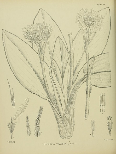 Celmisia traversii (Celmisia traversii)