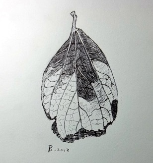 Celtis africana