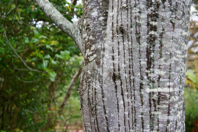 Celtis africana (Celtis africana)
