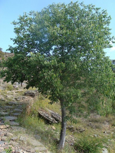 Micocoulier de provence