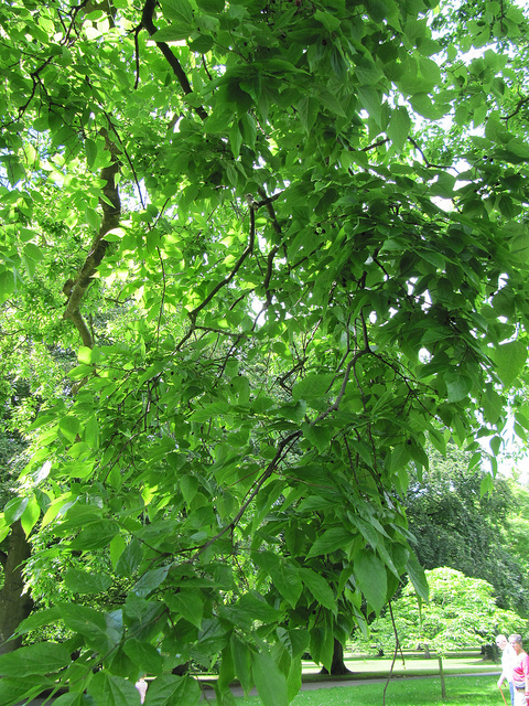 Micocoulier de virginie (Celtis occidentalis)