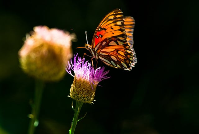 Plectocephalus americanus