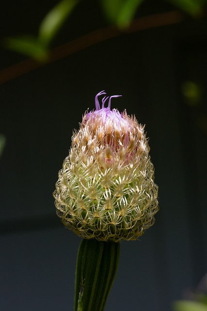 Plectocephalus americanus