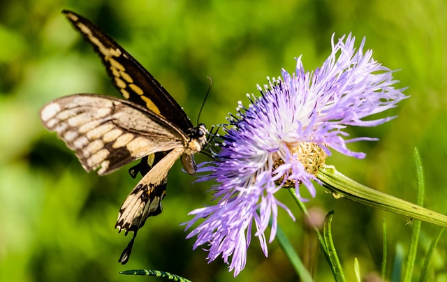 Plectocephalus americanus