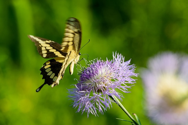 Plectocephalus americanus