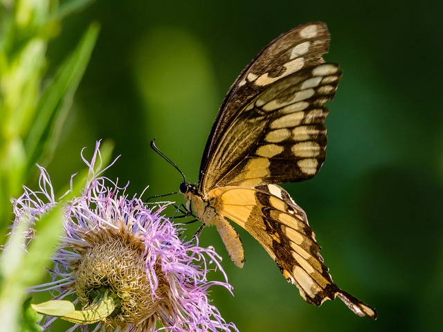 Plectocephalus americanus