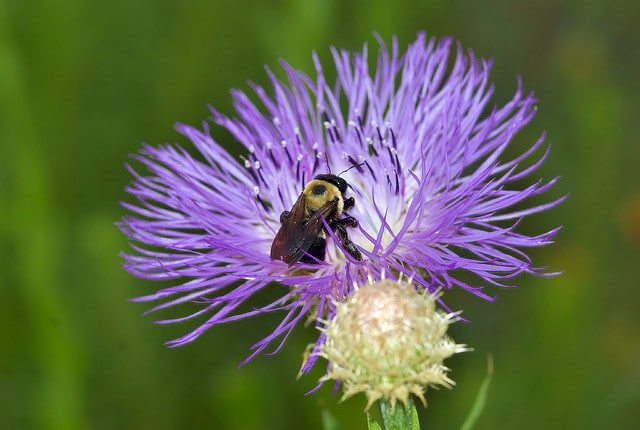 Plectocephalus americanus (Centaurea americana)