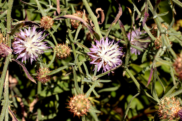 Centaurée rude (Centaurea aspera)