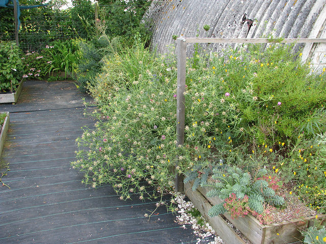 Centaurée chausse-trappe (Centaurea calcitrapa)