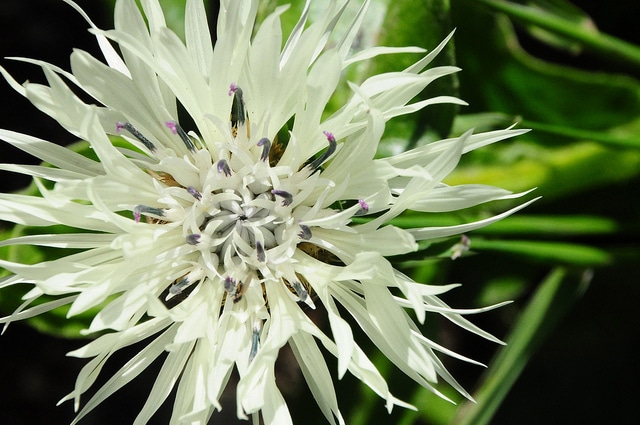 Centaurea cheiranthifolia (Centaurea cheiranthifolia)