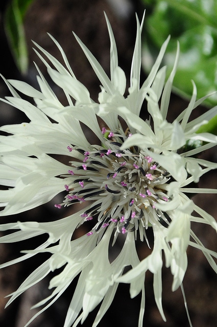 Centaurea cheiranthifolia