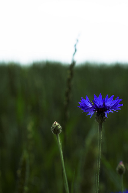 Bleuet