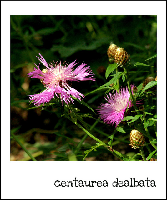 Centaurée de perse