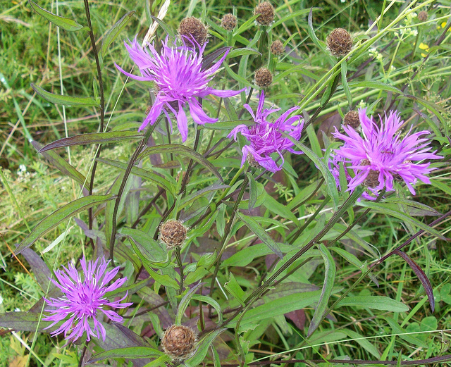 Centaurea depressa