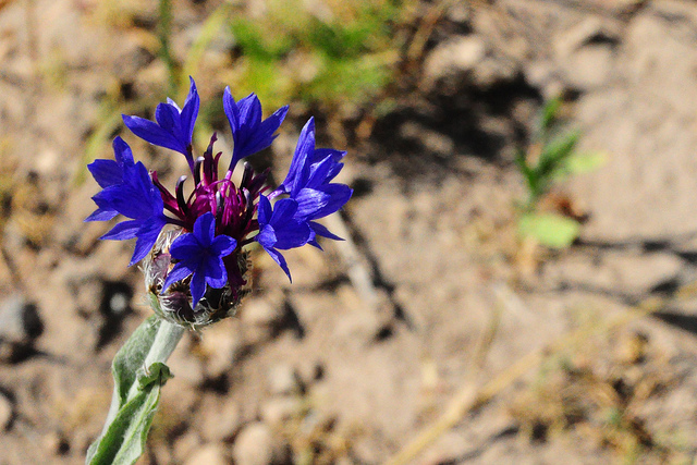 Centaurea depressa
