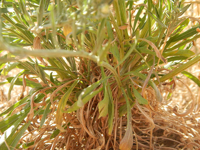 Centaurée diffuse