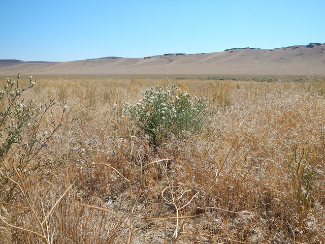 Centaurée diffuse (Centaurea diffusa)