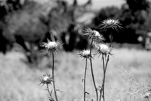 Centaurea iberica
