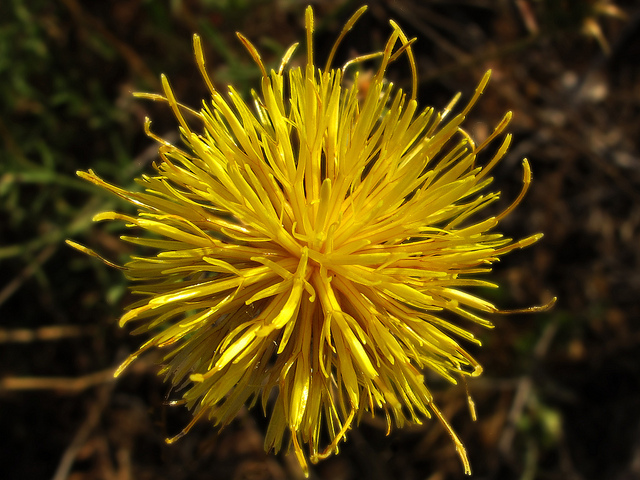 Centaurea iberica (Centaurea iberica)