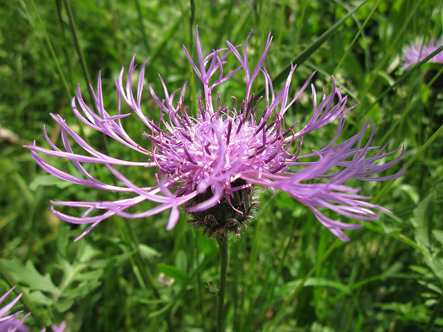 Centaurée jacée