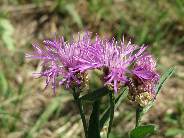 Centaurée jacée