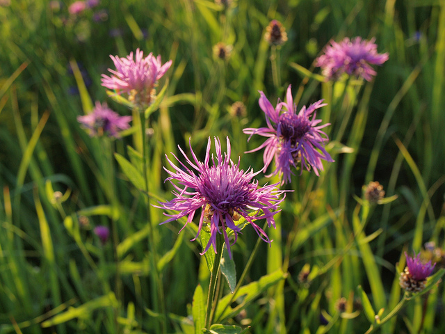 Centaurée jacée (Centaurea jacea)