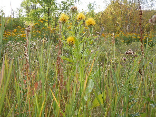 Centaurée à grosse tête (Centaurea macrocephala)
