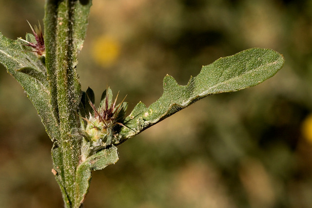 Centaurée de malte (Centaurea melitensis)