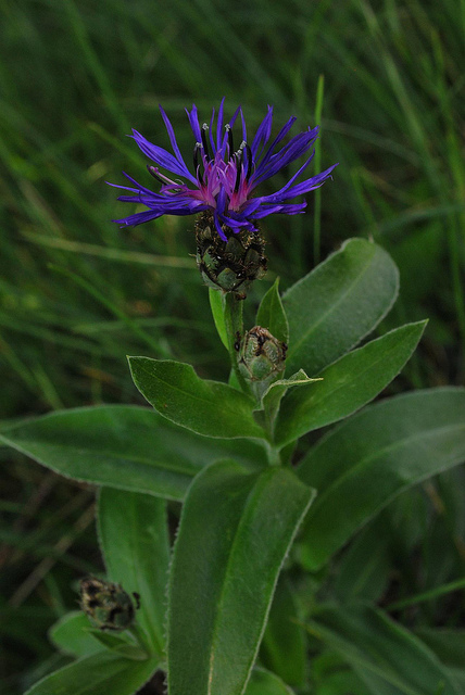 Centaurée des montagnes