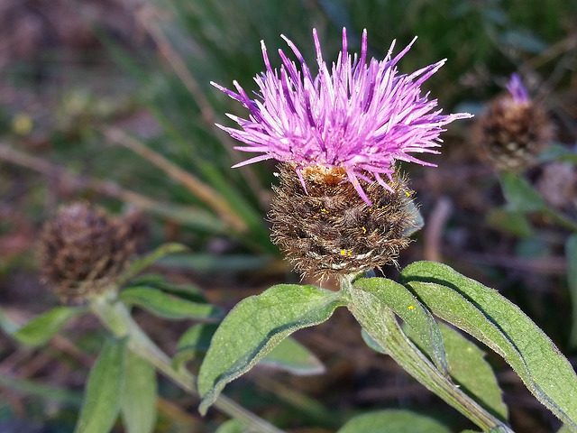 Centaurée des bois (Centaurea nigra)