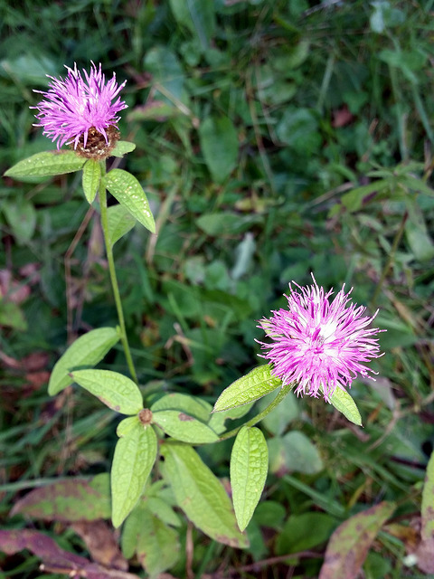 Centaurée des bois