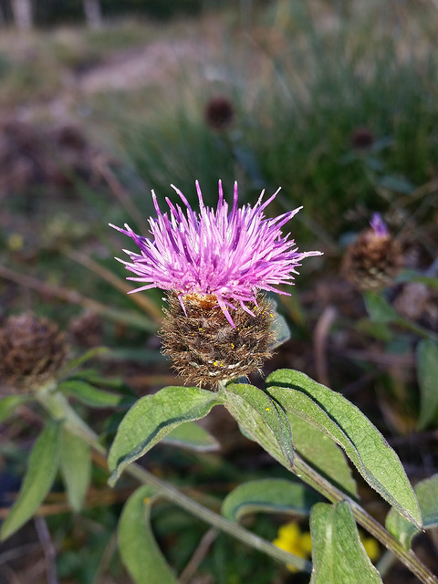 Centaurée des bois