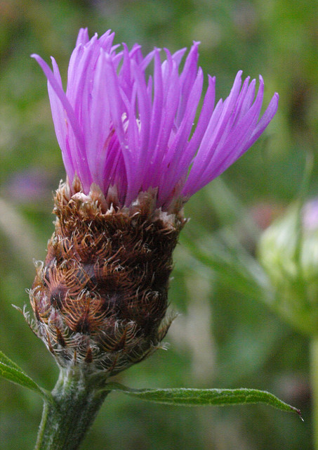 Centaurée des bois