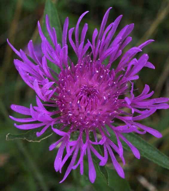 Centaurée des bois