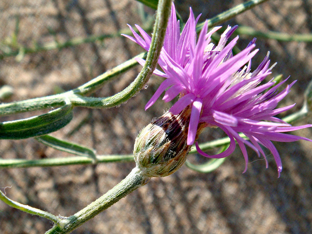 Centaurée noirâtre (Centaurea nigrescens)