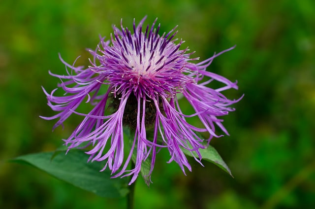 Centaurea phrygia (Centaurea phrygia)