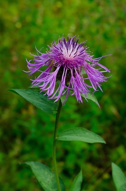 Centaurea phrygia