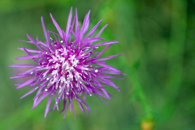 Centaurée bordée de noir