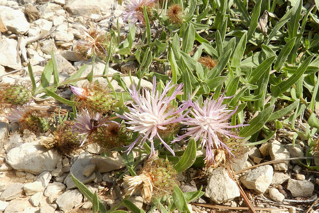 Centaurée bordée de noir (Centaurea pullata)