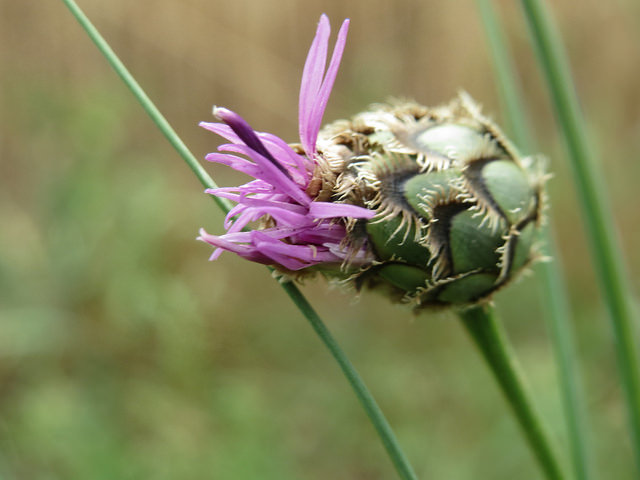 Centaurée scabieuse
