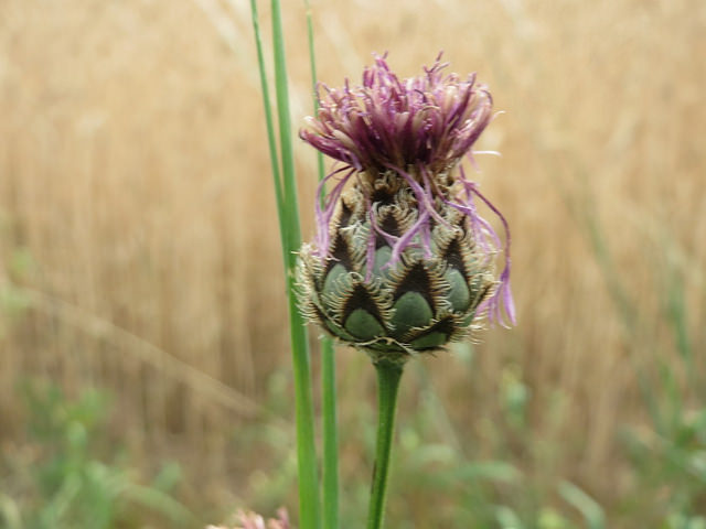 Centaurée scabieuse