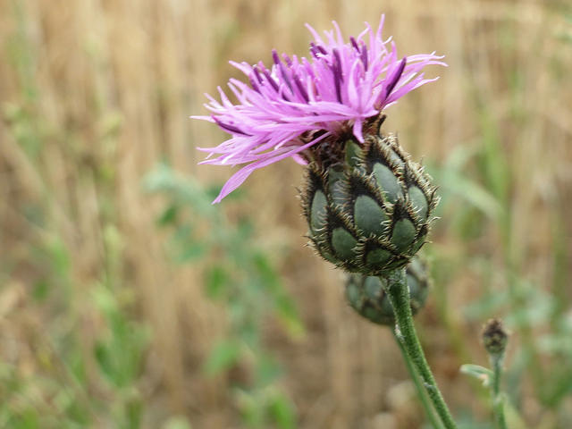Centaurée scabieuse
