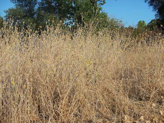 Centaurée du solstice (Centaurea solstitialis)