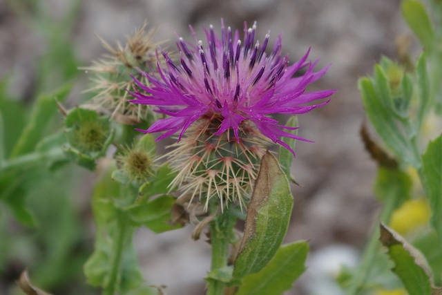 Centaurée à têtes rondes (Centaurea sphaerocephala)