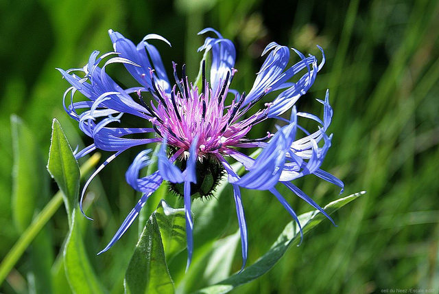 Bleuet vivace