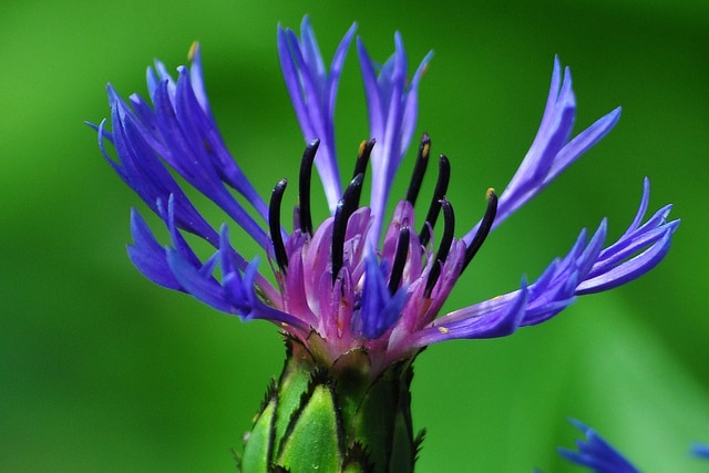 Bleuet vivace