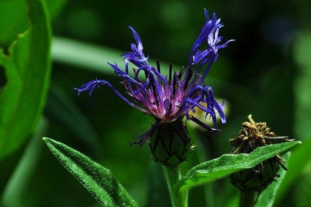 Bleuet vivace (Centaurea triumfetti)