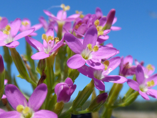 Petite-centaurée commune (Centaurium erythraea)