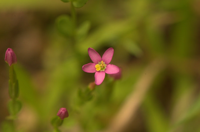 Petite-centaurée délicate (Centaurium pulchellum)